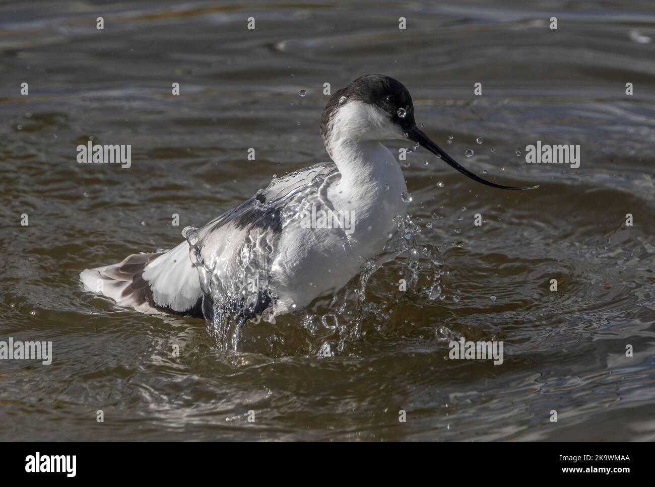 Avocet, Recurvirostra avosetta, Aufbrüten und Waschen in einer flachen Lagune. Stockfoto