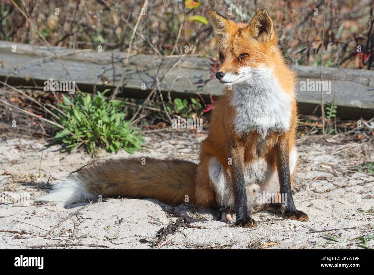 Kranker fuchs Fotos und Bildmaterial in hoher Auflösung Alamy