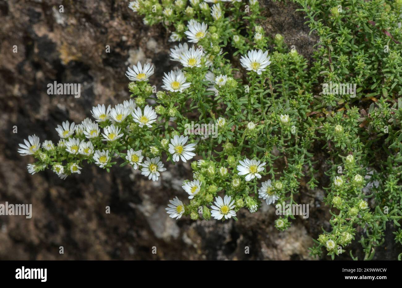 Weißer Heidestern, Symphyotrichum ericoides, blühend. Aus den USA. Stockfoto