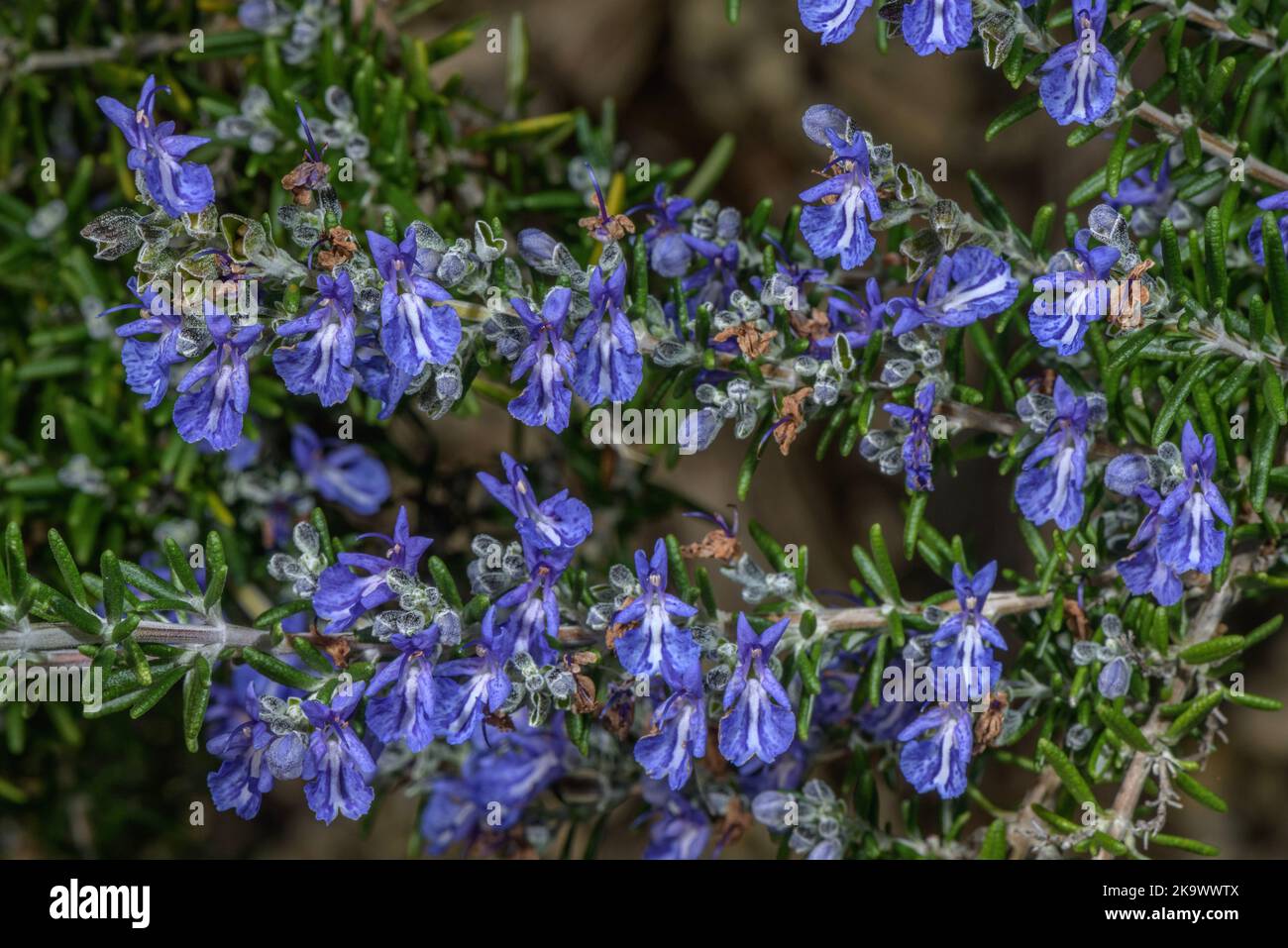 Eine Gartenart von Rosmarin, Rosmarinus officinalis 'McConnell's Blue' in culti=vation. Stockfoto