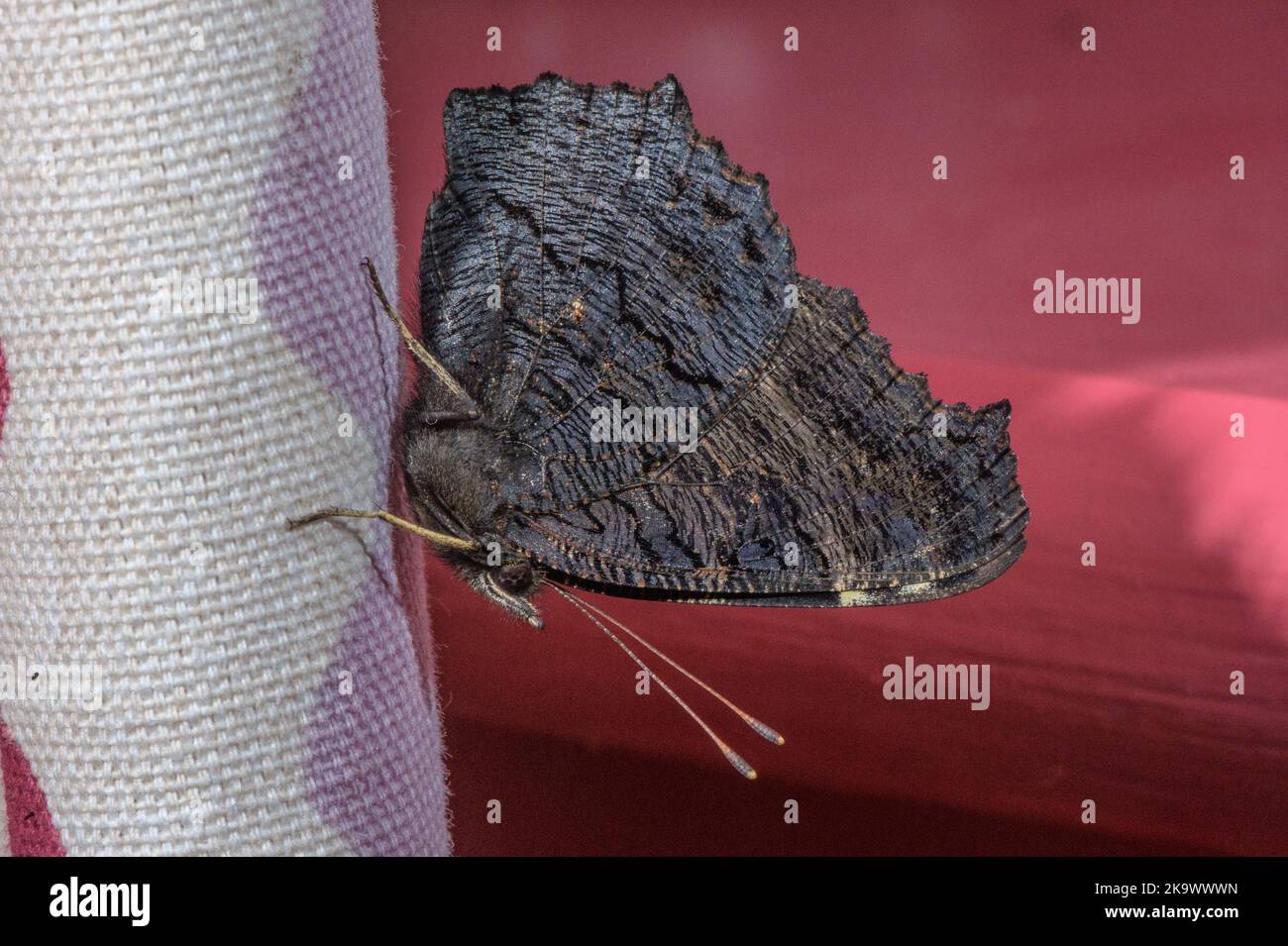 Pfauenschmetterling, Inachis io, überwintert auf Vorhang im Schlafzimmer. Stockfoto