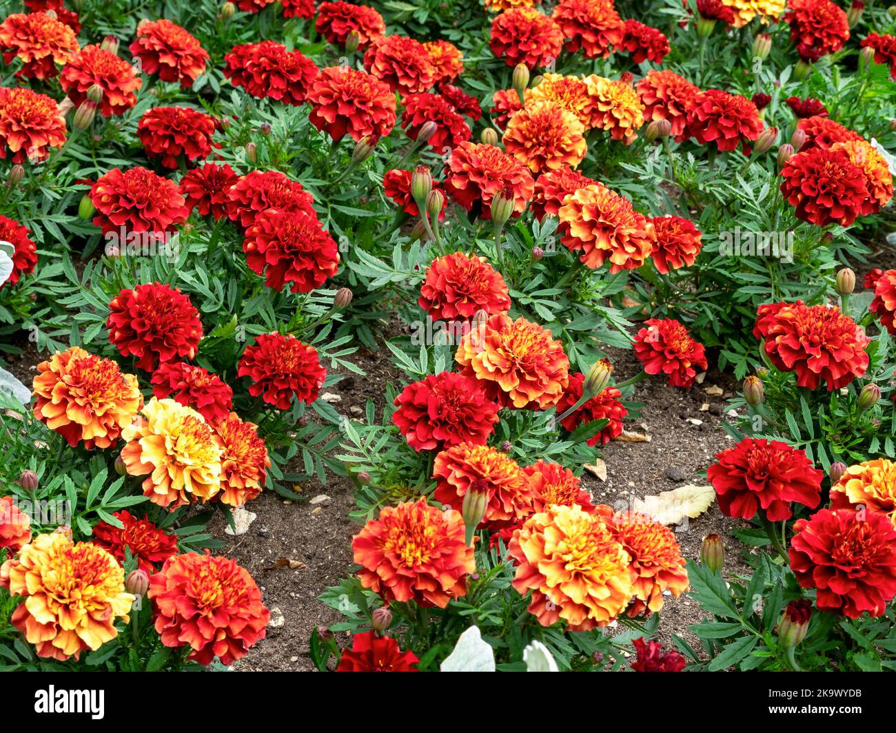 Bunte afrikanische Ringelblumen, Tagetes erecta, in einem Blumenbeet Stockfoto