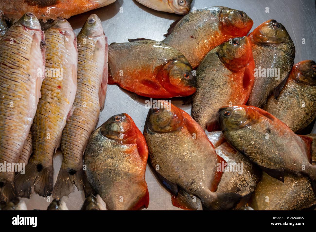 Rotbauchige Piranhas (Pygocentrus nattereri) aus dem Amazonas auf dem Fischmarkt. Manaus, Amazonas, Brasilien. Stockfoto