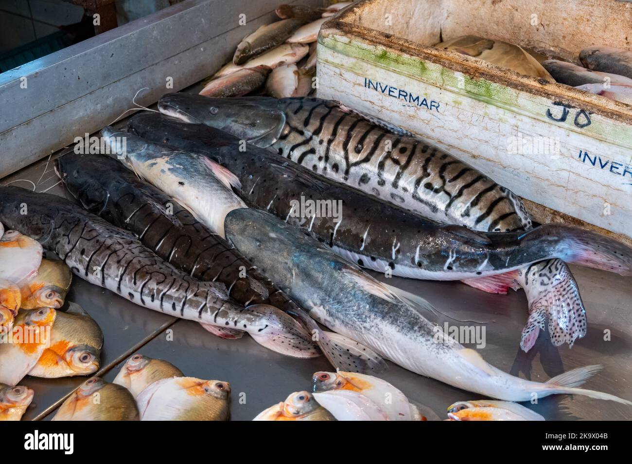 Sorten von Süßwasserfischen aus dem Amazonas auf dem Fischmarkt. Manaus, Amazonas, Brasilien. Stockfoto