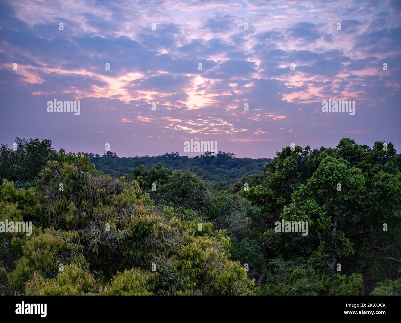 Amazonas-Tropenwald am Museu da Amazonia (MUSA). Manaus, Amazonas, Brasilien. Stockfoto