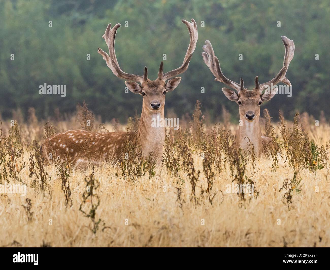 Zwei Damhirsche (Dama dama) in der Morgendämmerung im Bio-Weizenfeld Essex Stockfoto