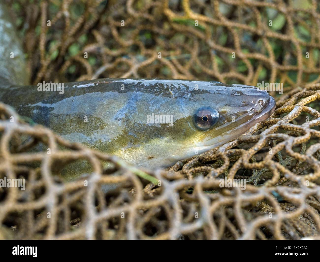 Europäischer Eel (Anguilla anguilla) im Aalnetz, Cambridgeshire Stockfoto