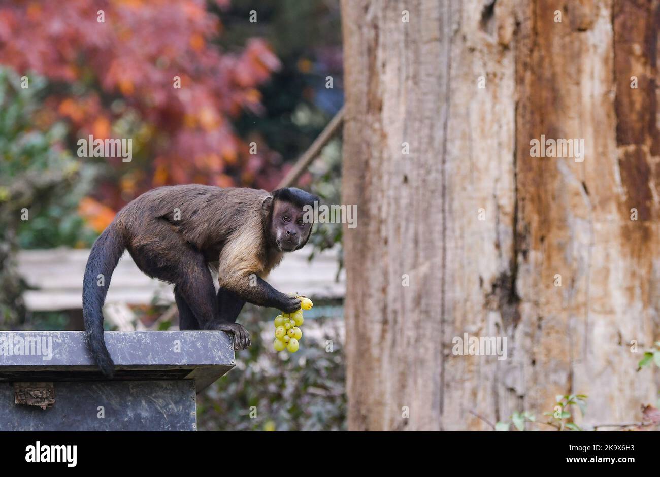 Affe genießt die Trauben in Tiergehege im Zoo Zagreb wenige Tage vor Halloween, in Zagreb, Kroatien, am 30. Oktober 2022. Foto: Josip Regovic/PIXSELL Credit: Pixsell Foto- und Videoagentur/Alamy Live News Stockfoto