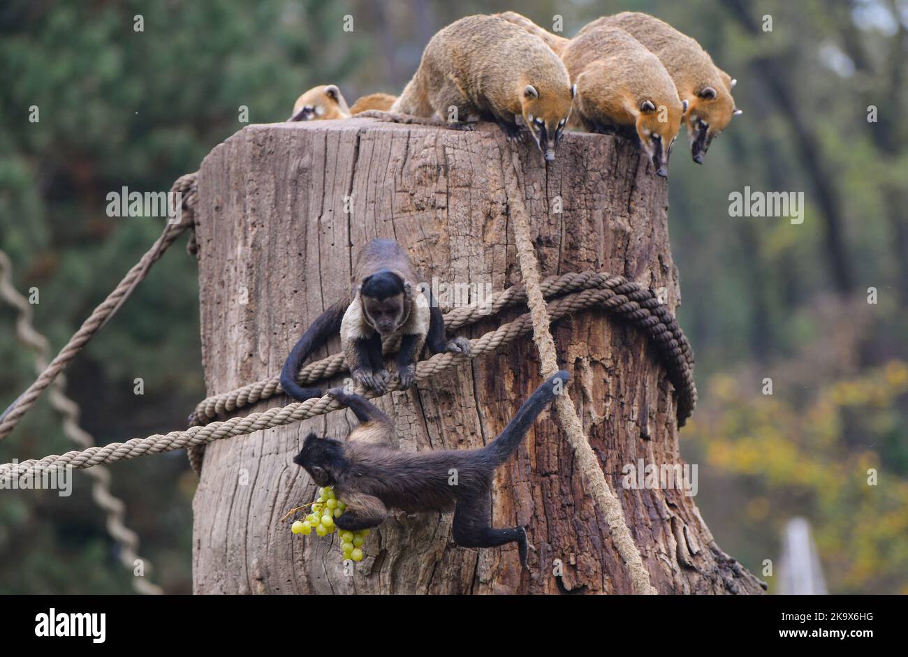 Affe genießt die Trauben in Tiergehege im Zoo Zagreb wenige Tage vor Halloween, in Zagreb, Kroatien, am 30. Oktober 2022. Foto: Josip Regovic/PIXSELL Credit: Pixsell Foto- und Videoagentur/Alamy Live News Stockfoto
