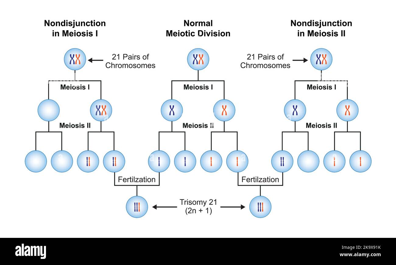 Nondisjunction
