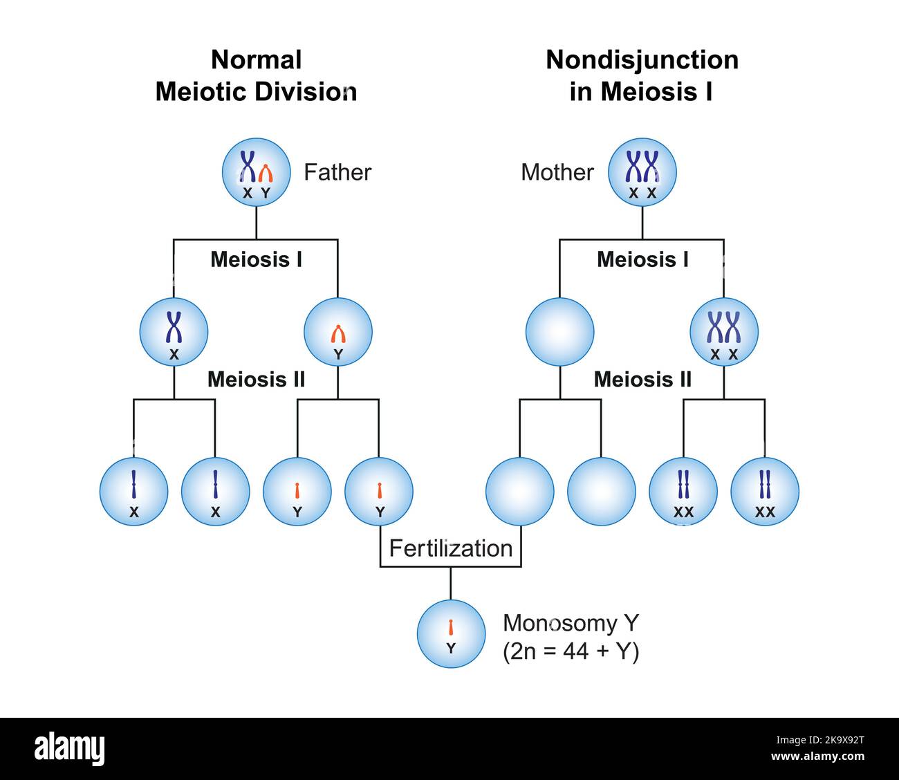 Wissenschaftliche Gestaltung von Nondisjunction in der Monosomie y. Bunte Symbole. Vektorgrafik. Stock Vektor