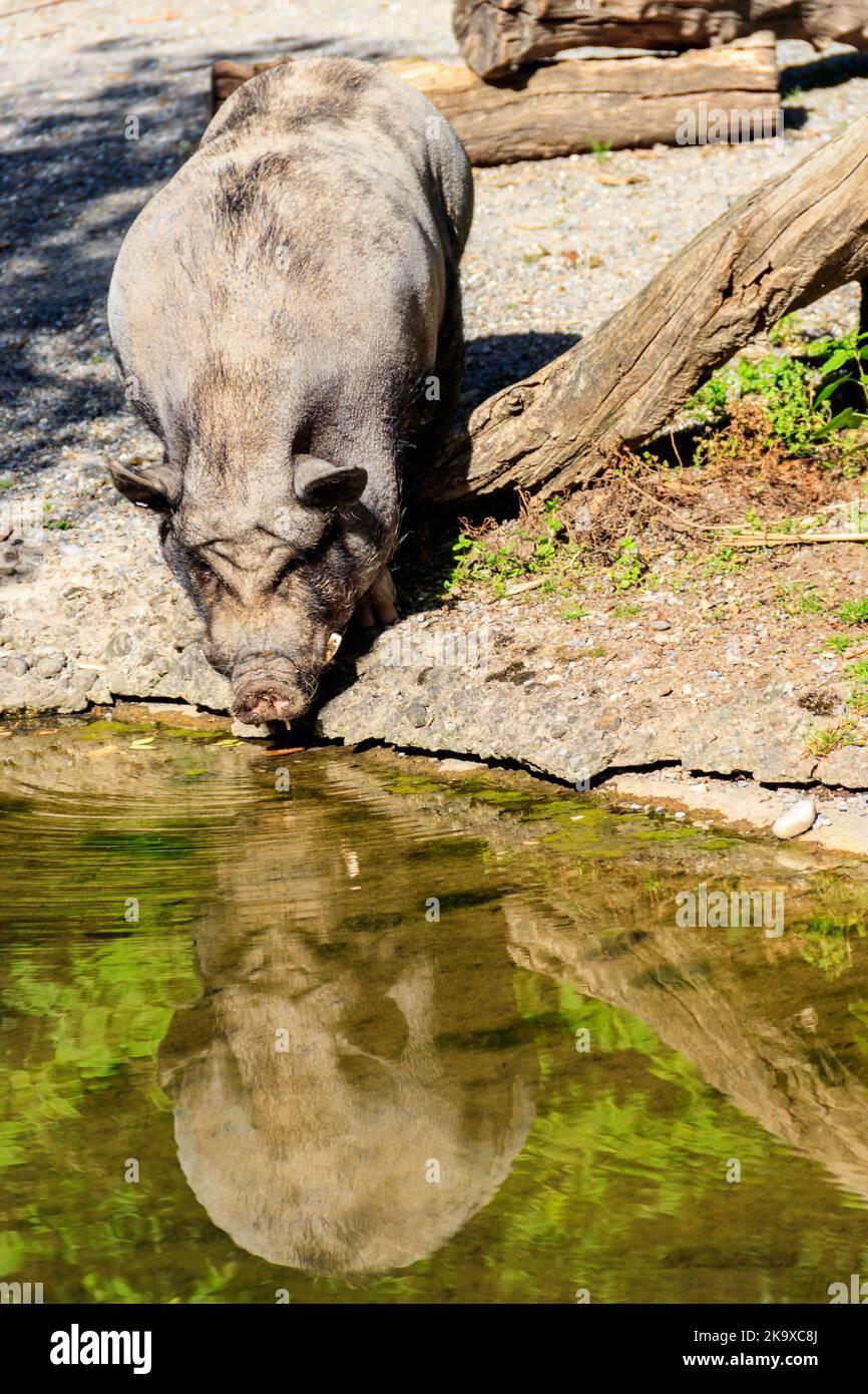 Hausschwein Trinkwasser aus einem Teich in der Farm Stockfoto