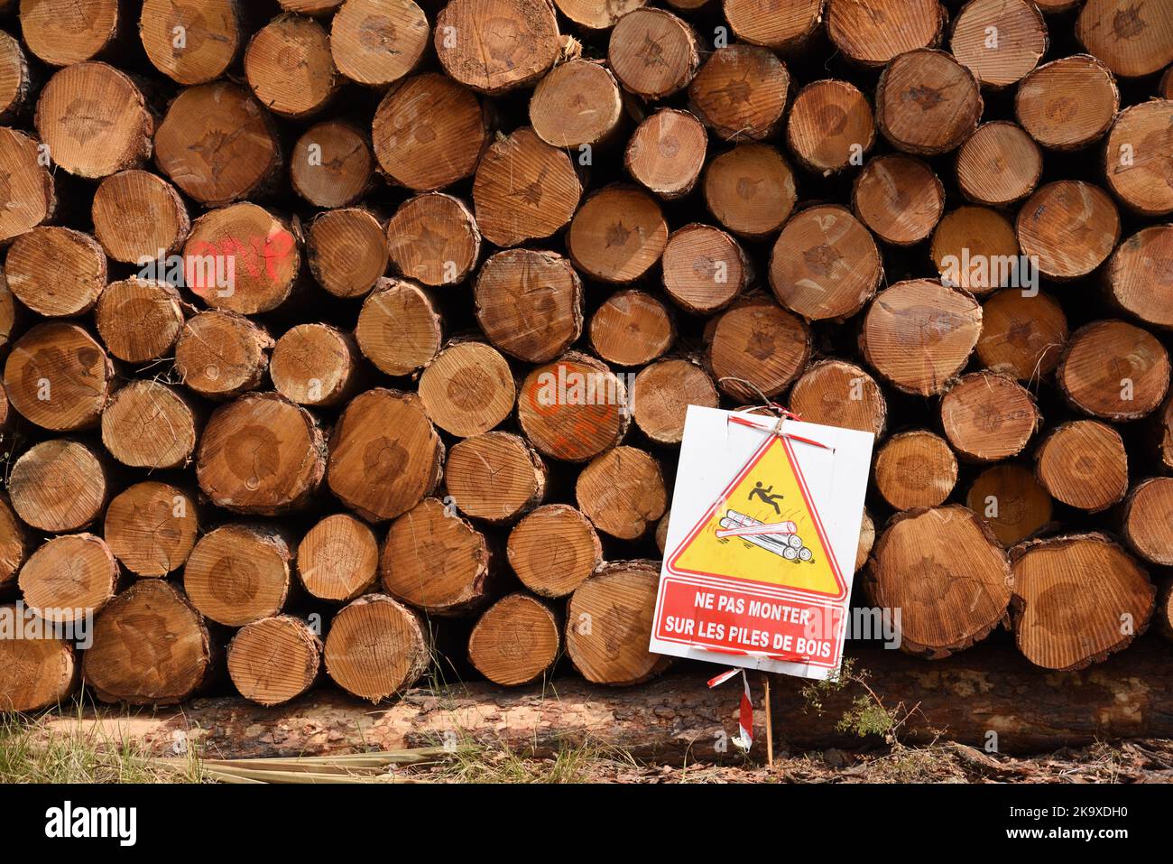 Schnittholz oder gestapeltes Holz aufgeschichtet bereit für die Verarbeitung oder Lieferung an den Holzhof mit Gefahrenschild oder Warnung, nicht auf die Protokolle zu klettern Frankreich Stockfoto