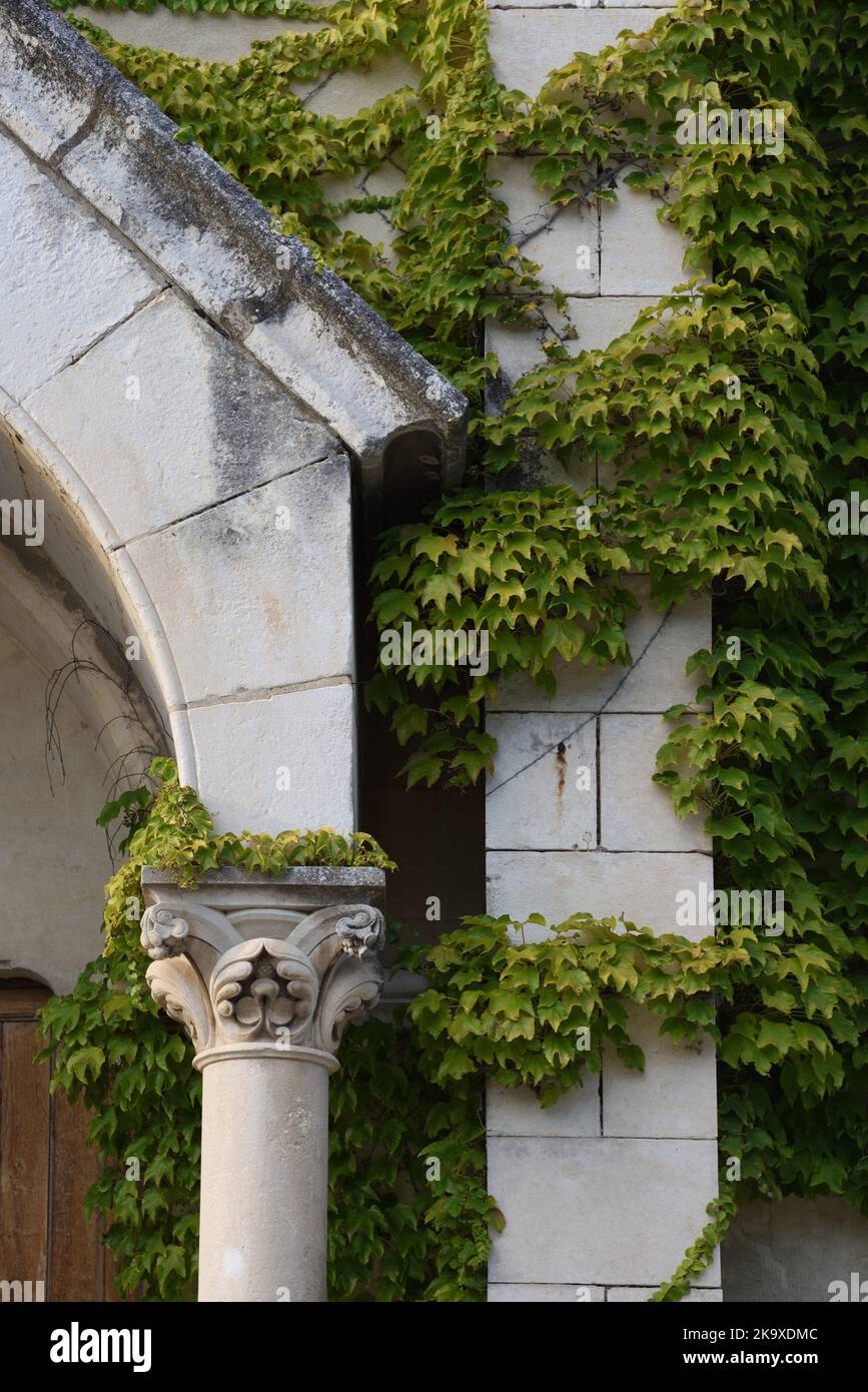 Architektonische Details, neoklassische oder klassische Säule & Pfefferkraut, Ampelopsis glandulosa, auch bekannt als Pepper Vine oder Porcelainberry Stockfoto