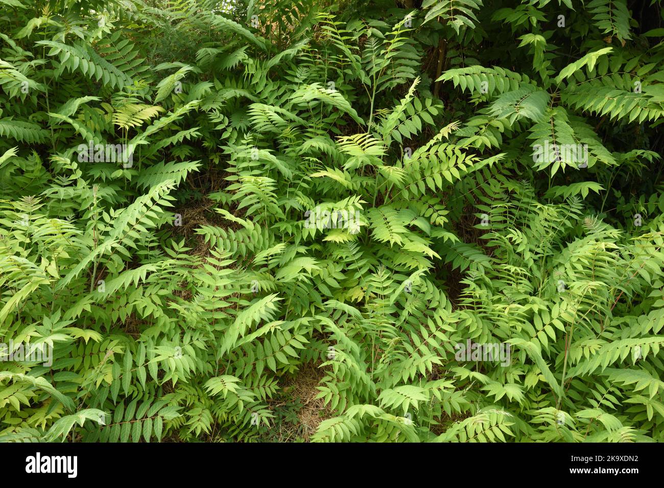 Blätter von Ailanthus altissima bekannt als der Baum des Himmels, Ailanthus oder Vanish Tree, eine giftige Weed & invasive Art Stockfoto