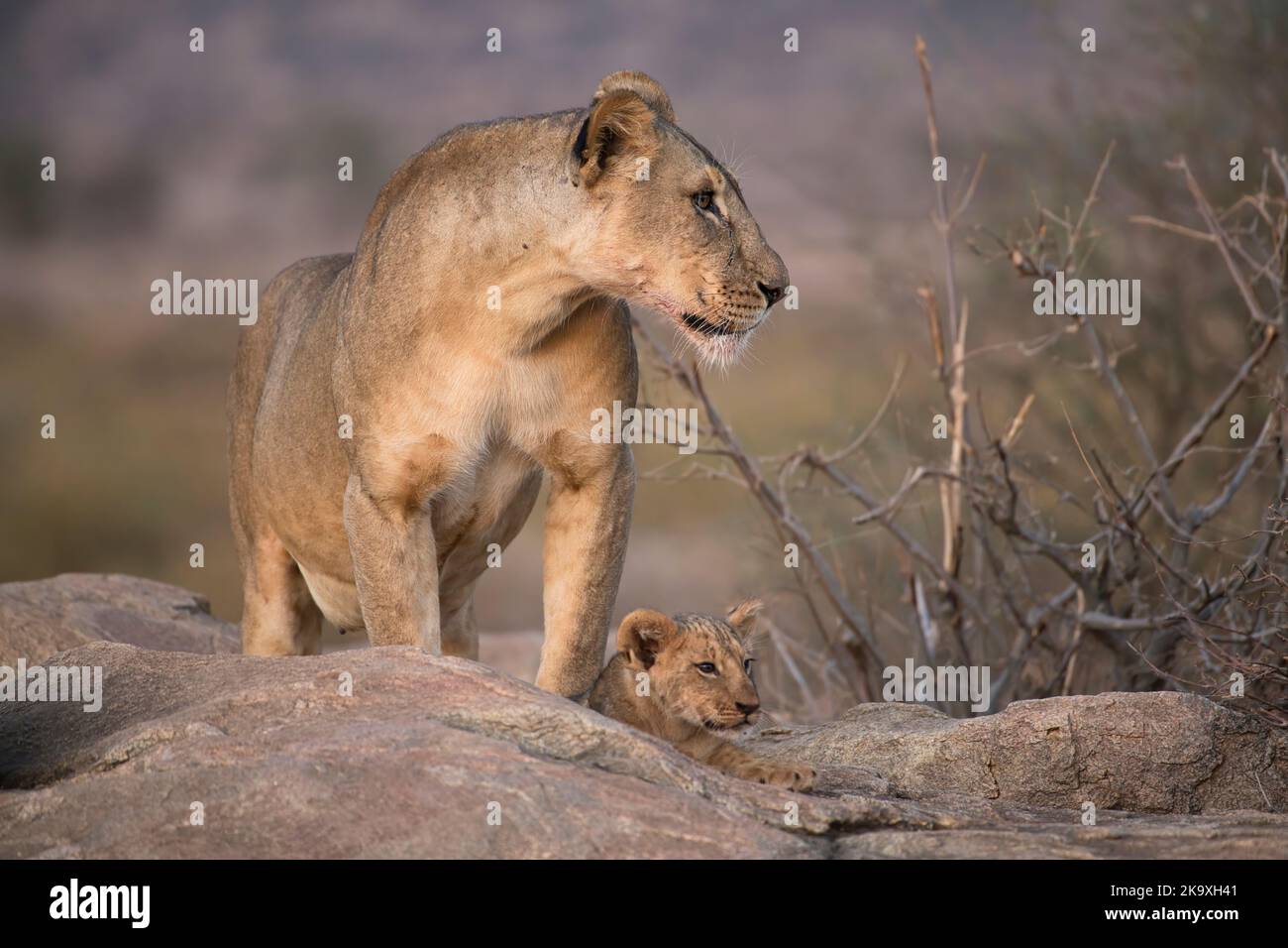 Löwe (Panthera leo), Mutter mit kleinem Jungen, schätzungsweise 6-8 Wochen alt Stockfoto