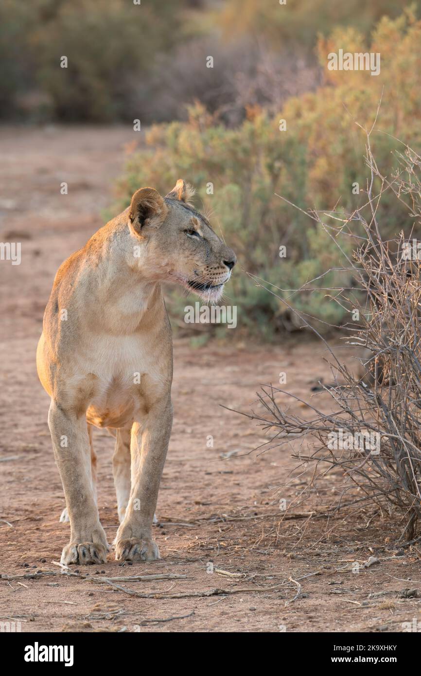 Löwe (Panthera leo). Alarm weiblich Stockfoto