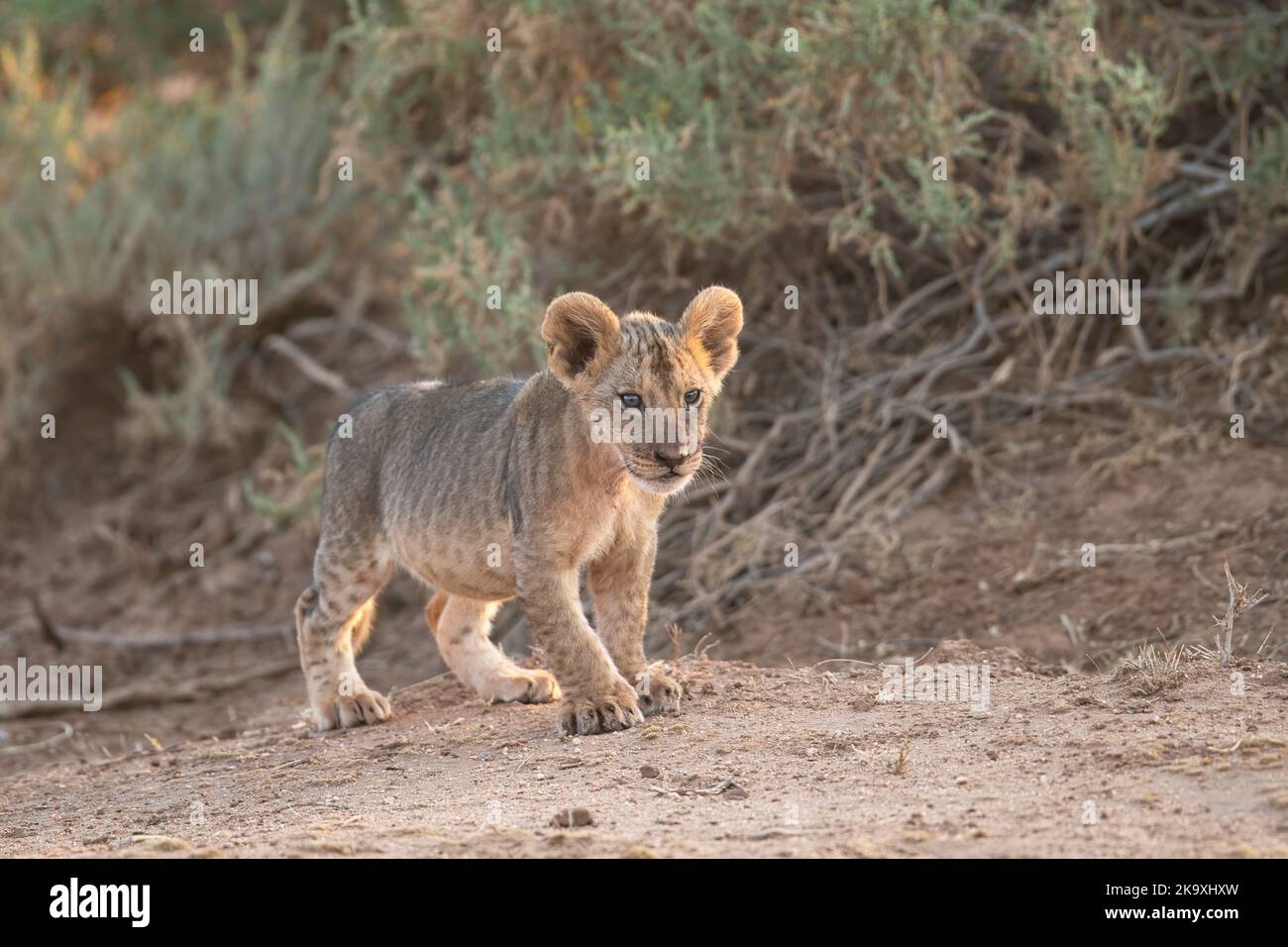 Löwe (Panthera leo). Kleines Junge, ca. 6-8 Wochen alt Stockfoto