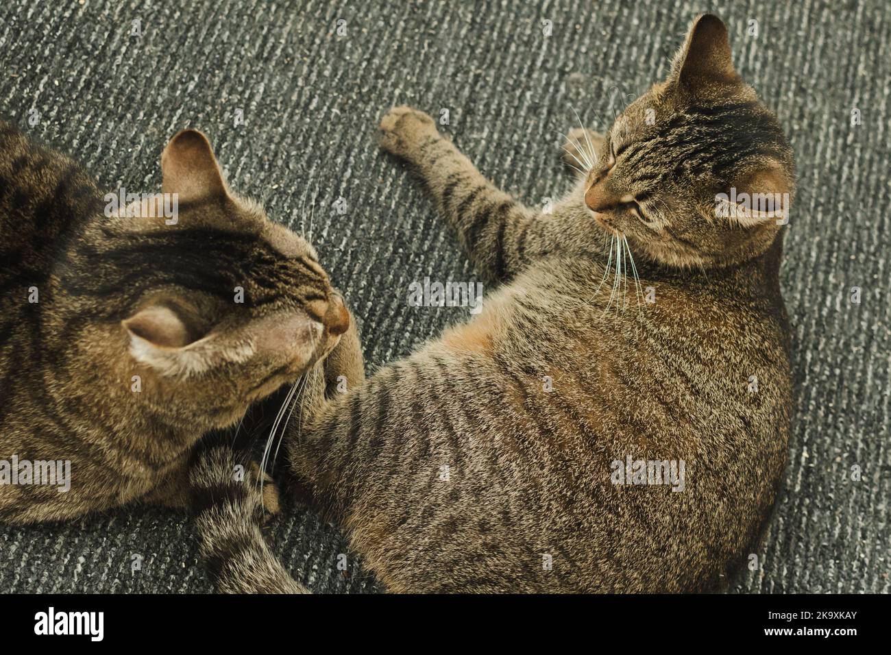 Zwei Katzen kämpfen. Katzen in der Wohnung Stockfoto