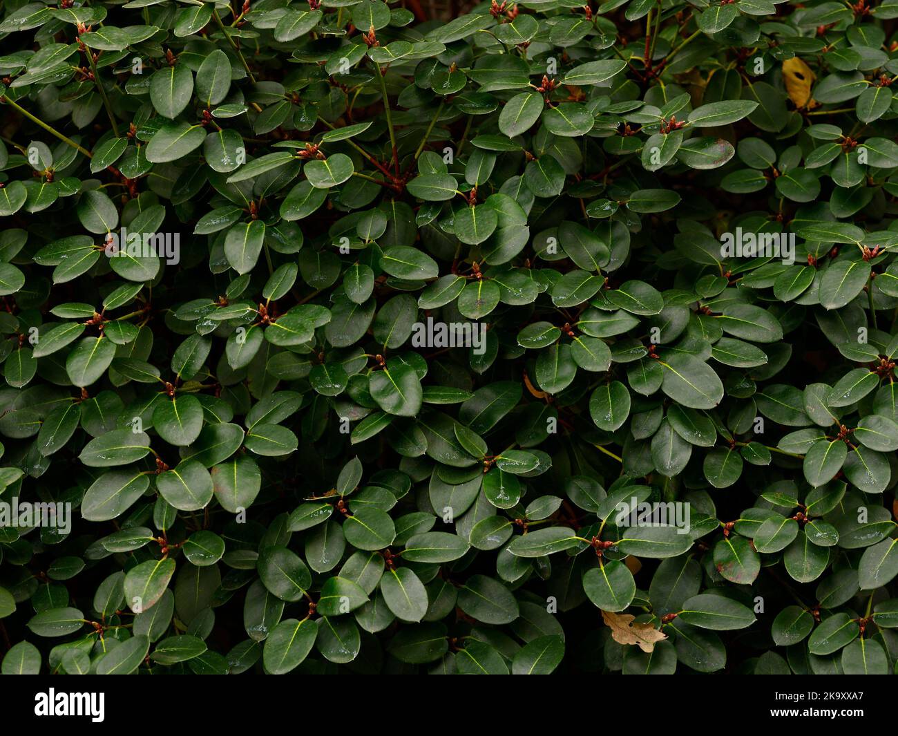 Nahaufnahme der kleinen ovalen immergrünen Blätter der mehrjährigen Gartenpflanze Rhododendron Bow Bells. Stockfoto