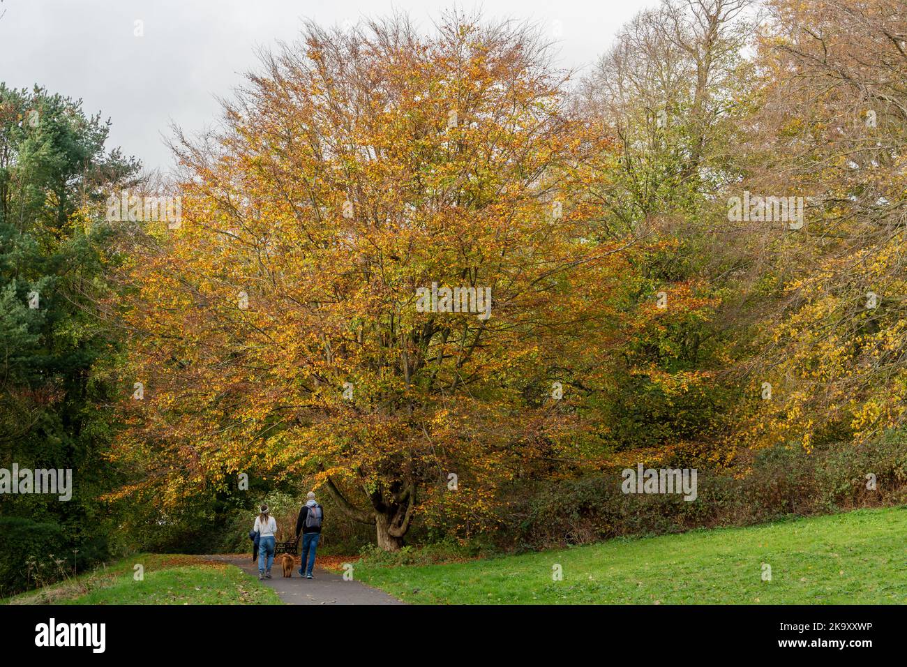 Menschen, die im Herbst oder Herbst einen Spaziergang im Hardwick Park, Sedgefield, County Durham, Großbritannien, genießen. Stockfoto