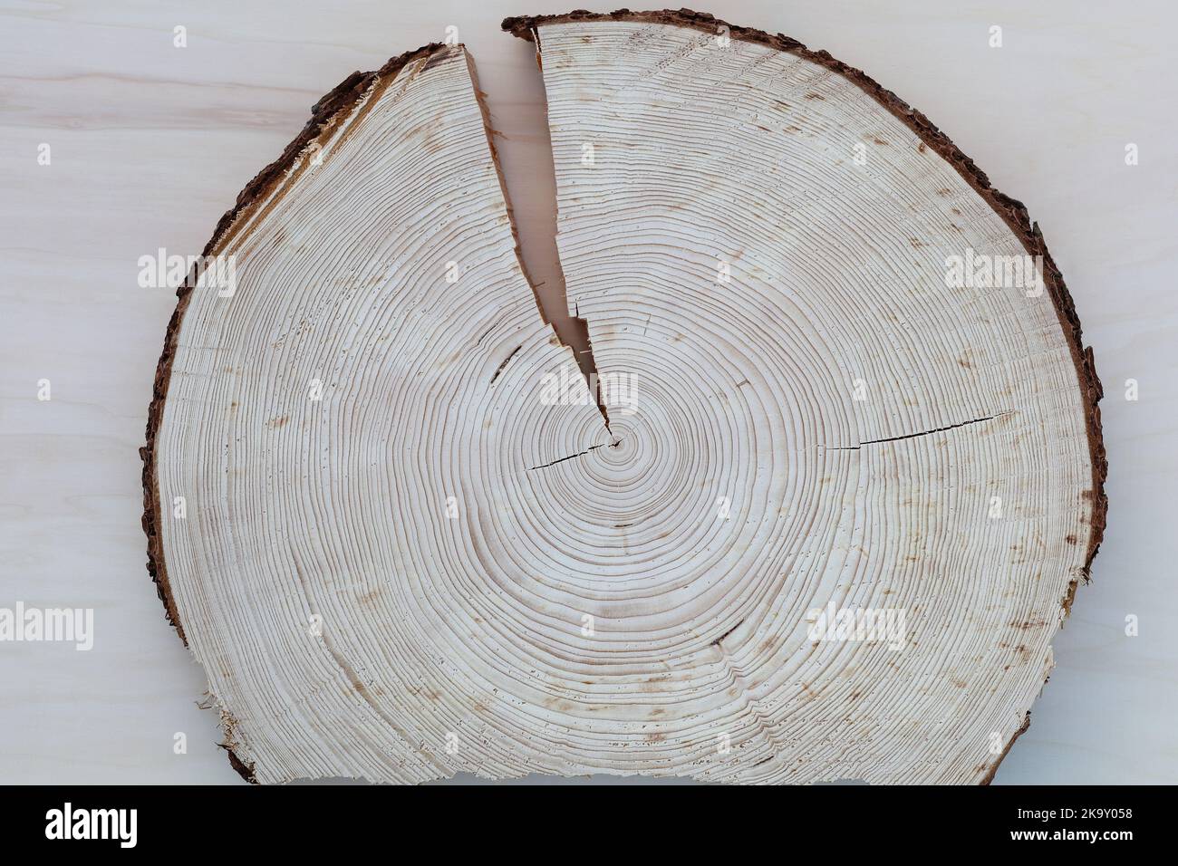 Risse am Querschnitt eines Baumstamms Stockfoto