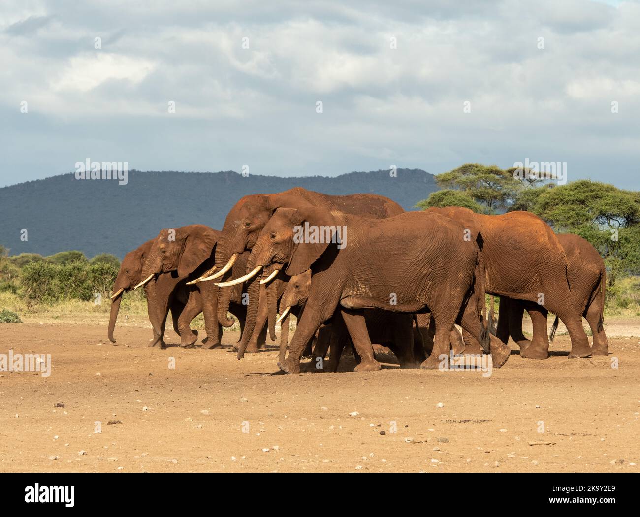 Elefantenherde, die gemeinsam in der Nähe des Tsavo West National Park, Kenia, wandern. Stockfoto