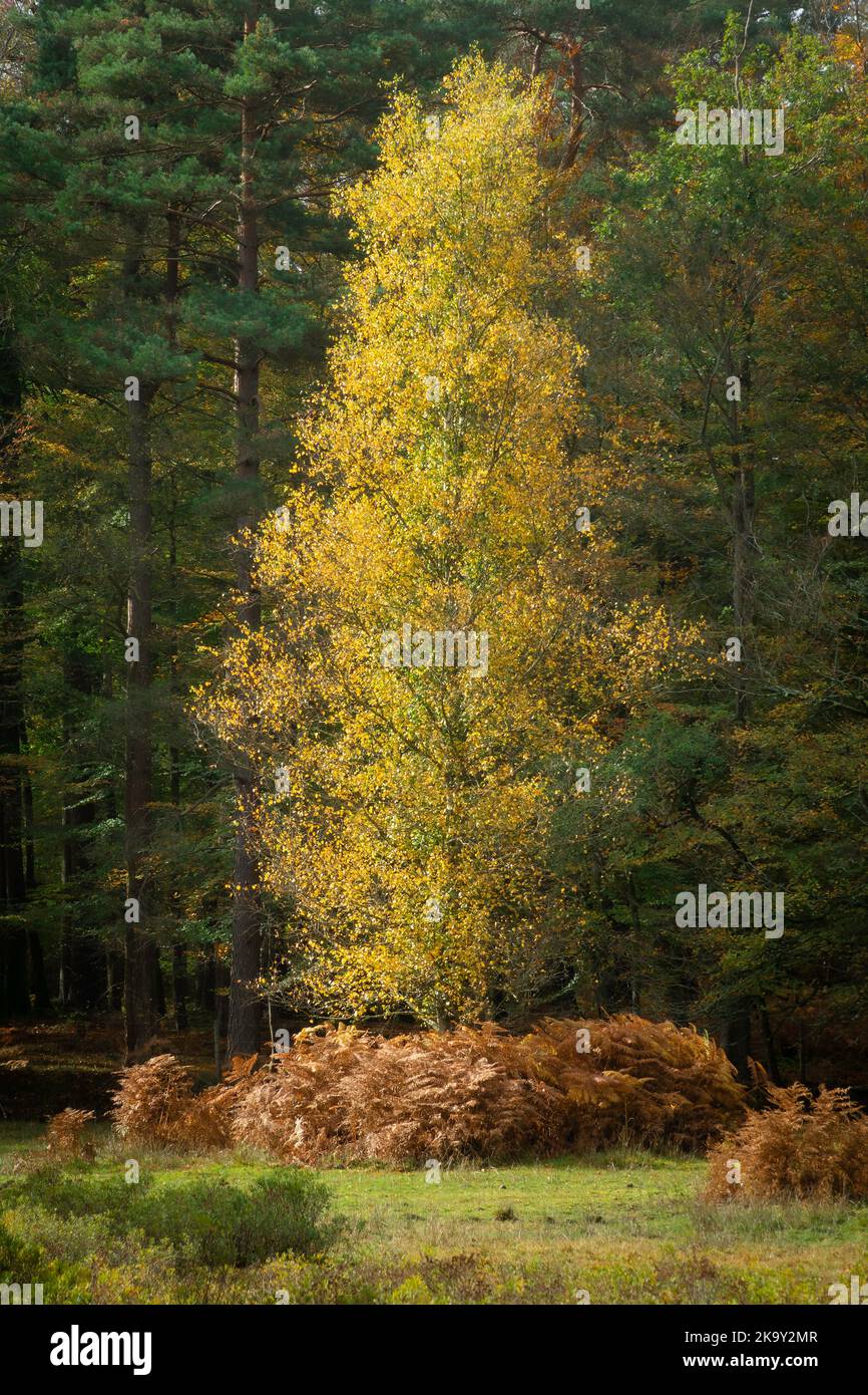 Herbstwaldszene in Bolderwood im New Forest National Park, Hampshire, England, Großbritannien. Eine einzelne silberne Birke mit gelbem oder goldenem Laub Stockfoto