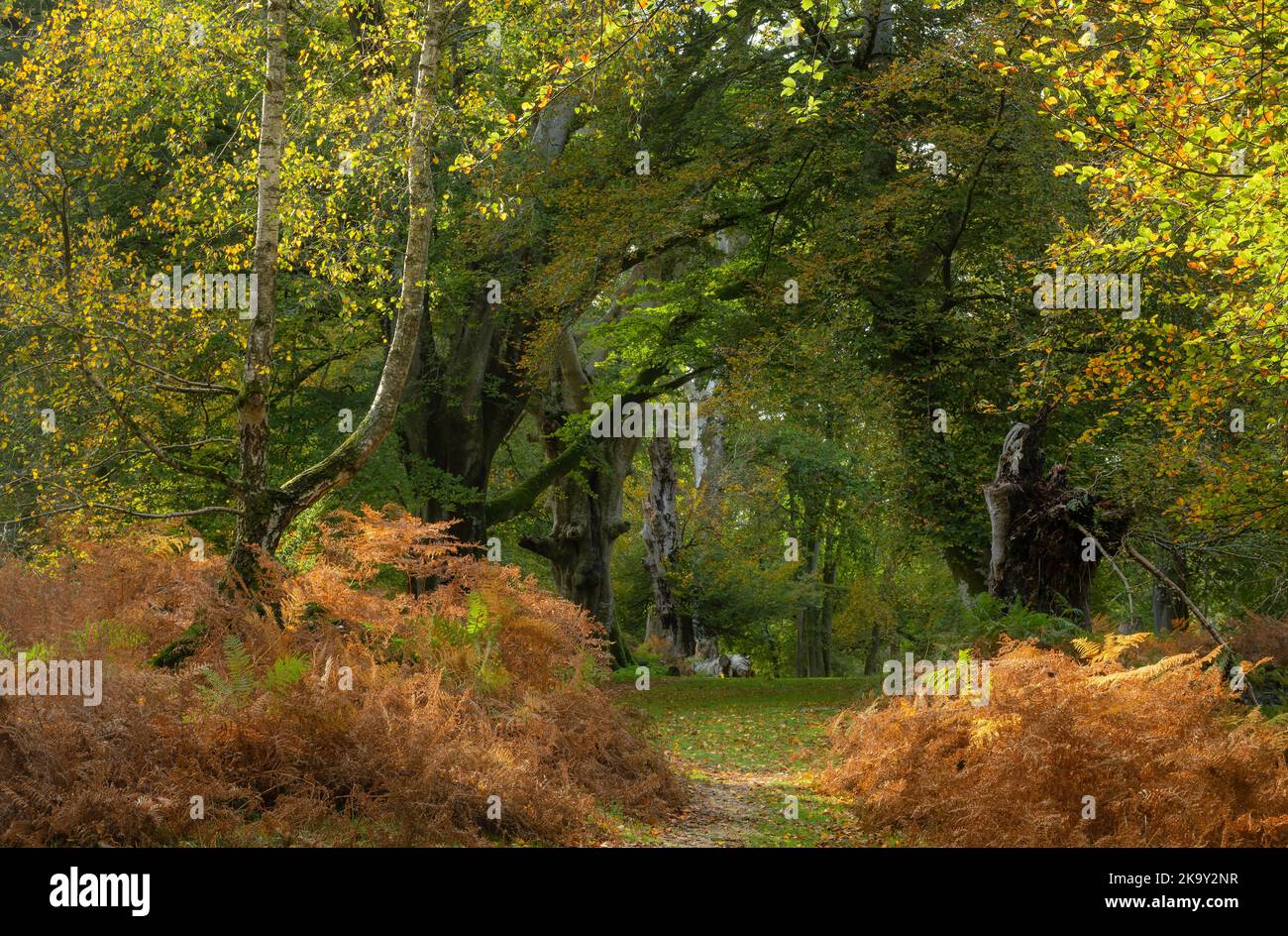 Herbstwaldszene in Bolderwood im New Forest National Park, Hampshire, England, Großbritannien. Ein Landweg durch die alten Bäume. Stockfoto
