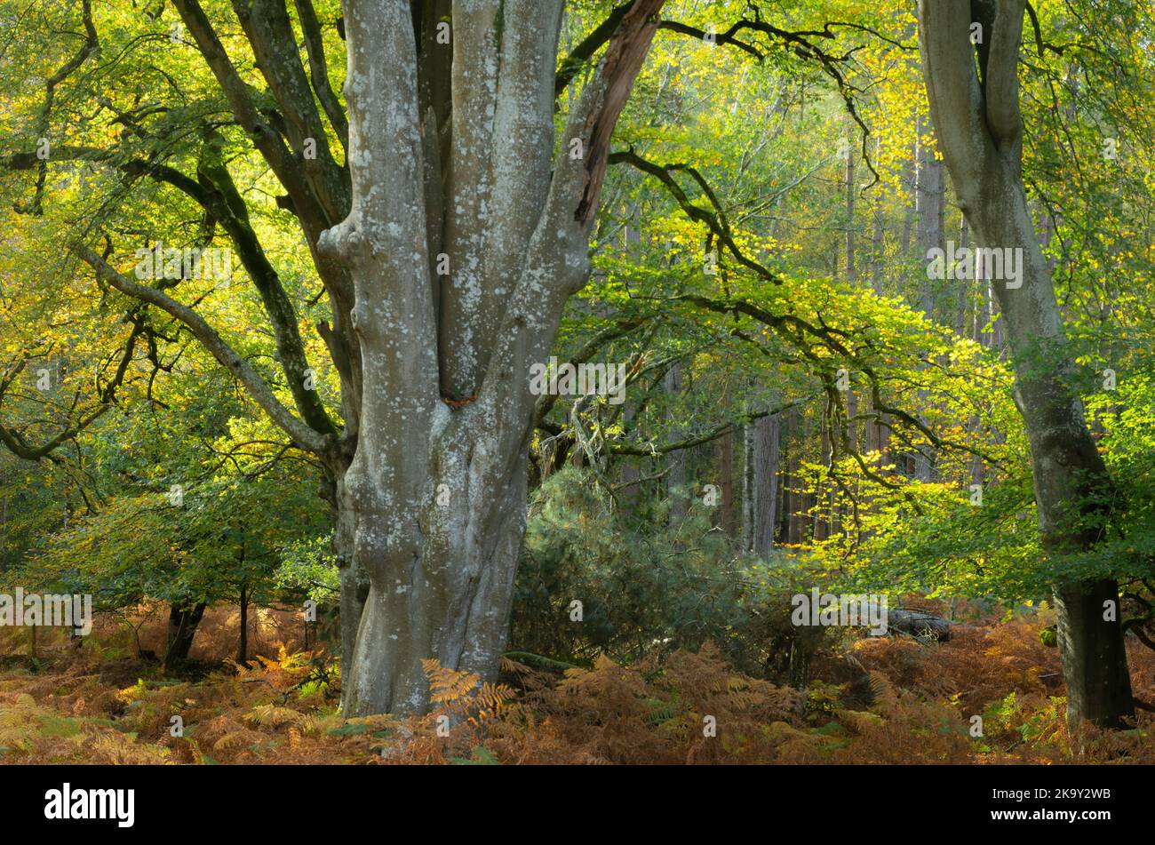 Herbstwaldszene in Bolderwood im New Forest National Park, Hampshire, England, Großbritannien, mit alten Buchen, die ihre Farbe ändern. Stockfoto