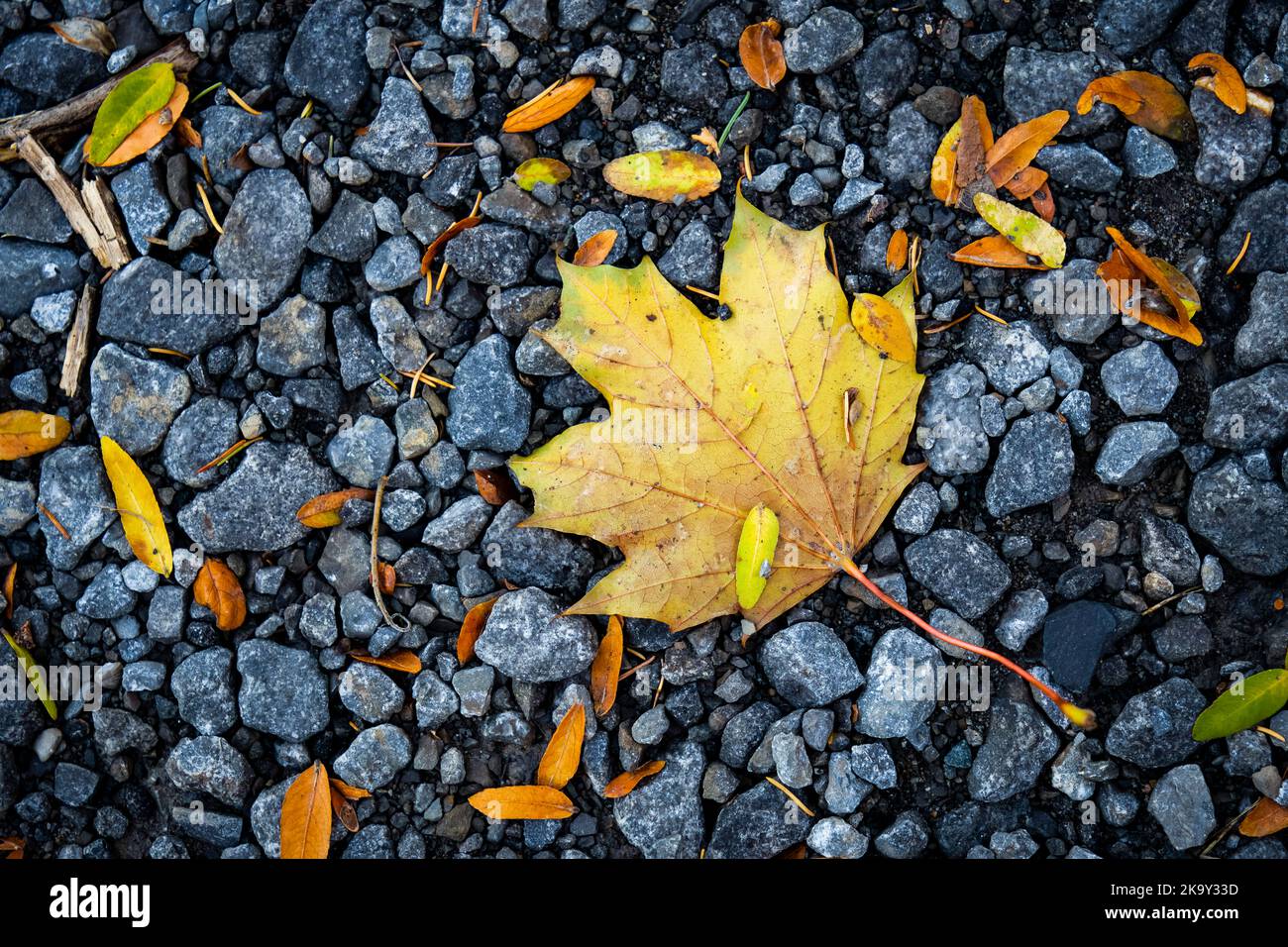 Schöne Blätter in Herbstfarben in einem Stadtpark. Stockfoto