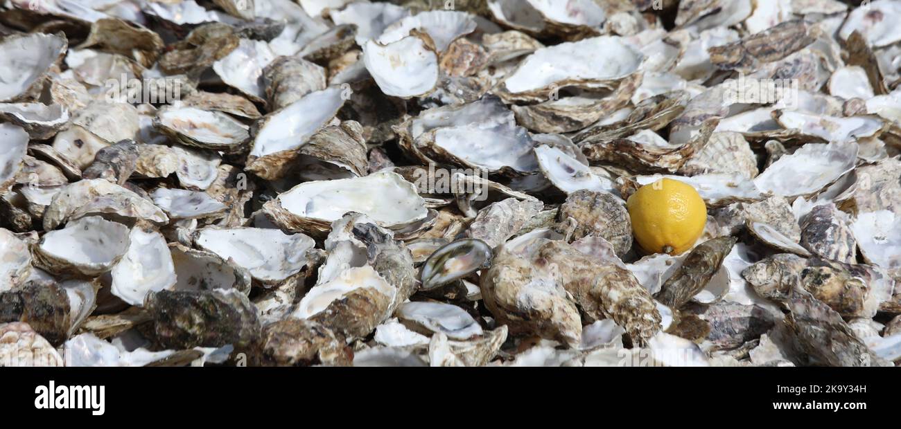 austernschalen, die von Touristen nach dem Essen geworfen wurden, und ein Zitronengelb Stockfoto