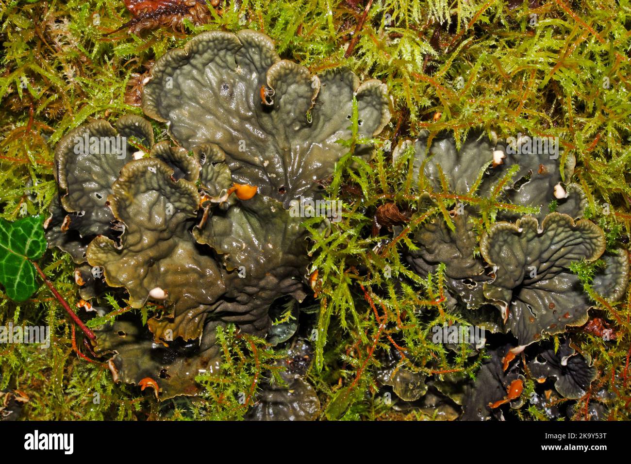 Peltigera membranacea (Hundeflechte) ist ein lichenisierter Pilz aus der Familie der Peltigeraceae, der auf moosigen Felsbrocken, Baumstämmen und im kurzen Rasen gefunden wird. Stockfoto