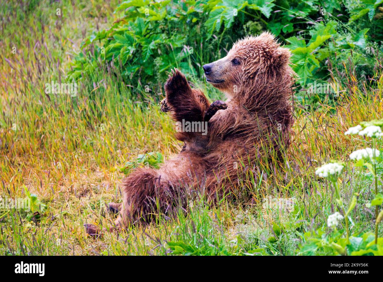 Braunbärenjunge; (Ursus arctos horribilis); Grizzly Bear; Dog Salmon River; Frazer Lake; Kodiak Island National Wildlife Refuge; Alaska; USA Stockfoto