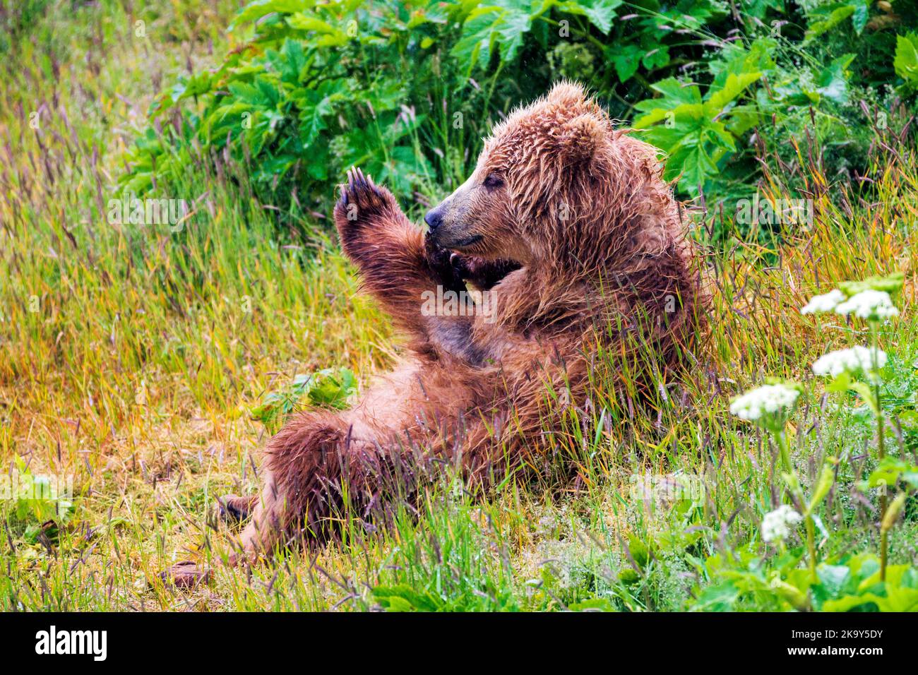 Braunbärenjunge; (Ursus arctos horribilis); Grizzly Bear; Dog Salmon River; Frazer Lake; Kodiak Island National Wildlife Refuge; Alaska; USA Stockfoto