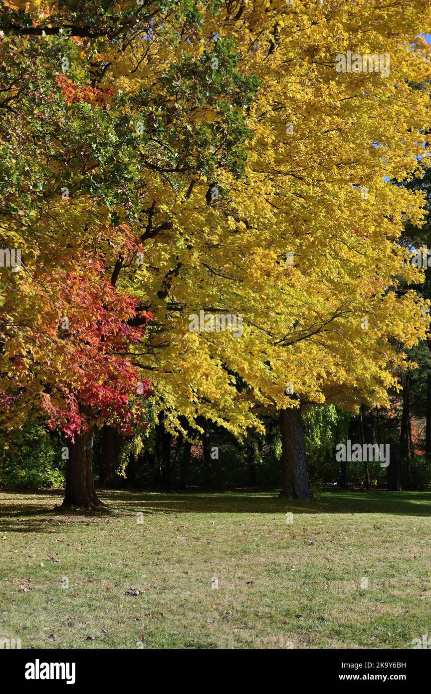 Warrenville, Illinois, USA. Die Schönheit und die Farbe der Herbstsaison zeigen sich in einem Wald im Nordosten von Illinois. Stockfoto