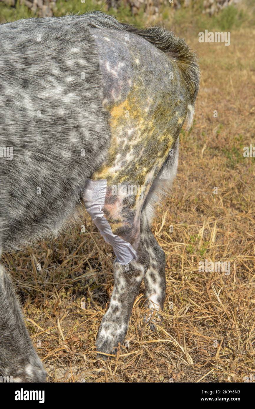 Hinterbein eines Hundes nach der TPLO-Operation, mit gelbem chirurgischem Peeling auf der Haut und einer klebenden Bandage am operierten Knie, wobei der Hund das Bein nach oben hält Stockfoto