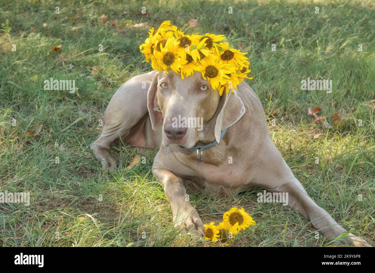 Schöner Weimaraner Hund liegt im Gras, trägt einen Kranz aus Sonnenblumen Stockfoto