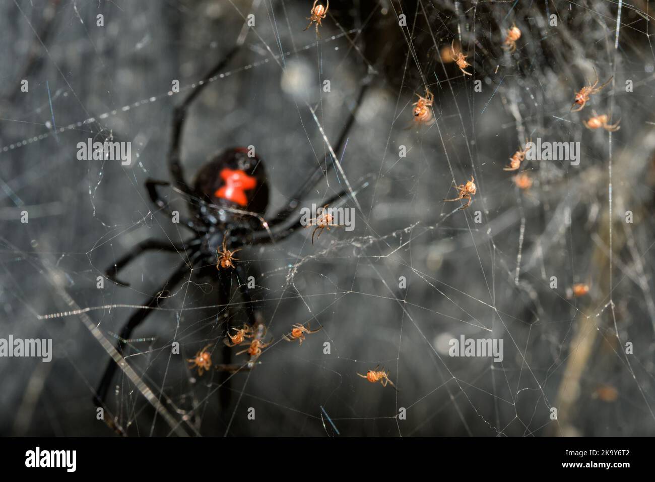 Südliche schwarze Witwe Spinnenbabys klettern auf ihrem Netz, wobei ihre Mutter sie weiter hinten bewacht Stockfoto