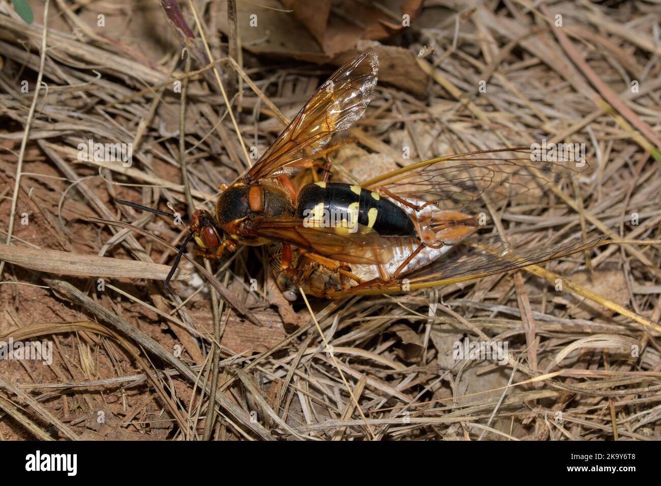 Draufsicht auf eine östliche Cicada Killer Wespe, die eine Cicada auf den Boden schleppt Stockfoto