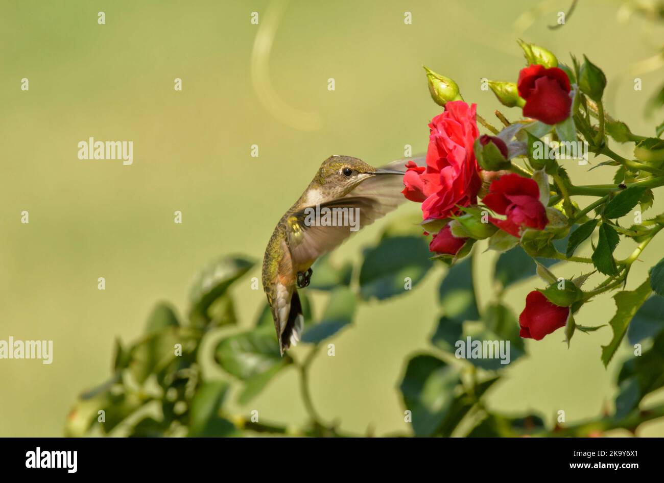 Rubinkehlige Kolibri, die sich im Sommergarten an einer roten Rose ernährt Stockfoto