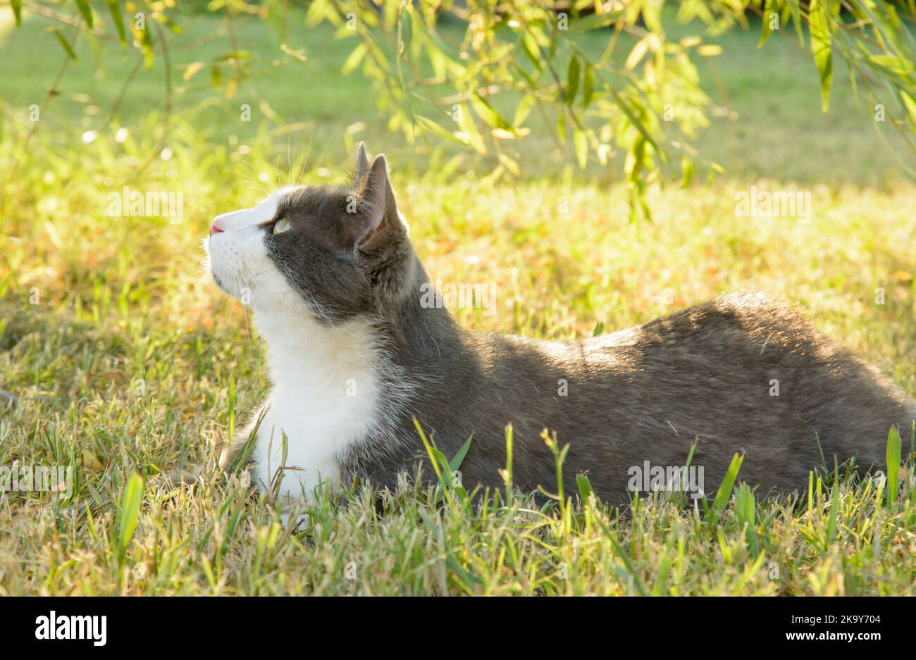Schöne graue und weiße Katze im Gras im Schatten eines Weidenbaums, die nach oben schaut; hinten beleuchtet von der späten Nachmittagssonne Stockfoto