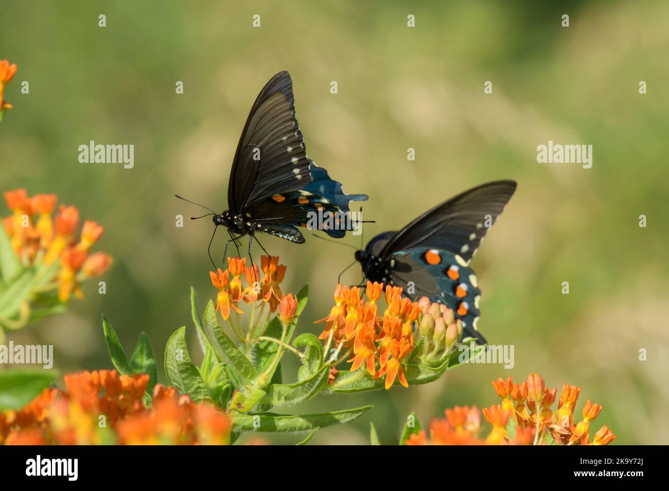 Pipevine Swallowtail Schmetterling, der sich von einer ornagen einheimischen Milchblüte ernährt, mit einer anderen dahinter Stockfoto