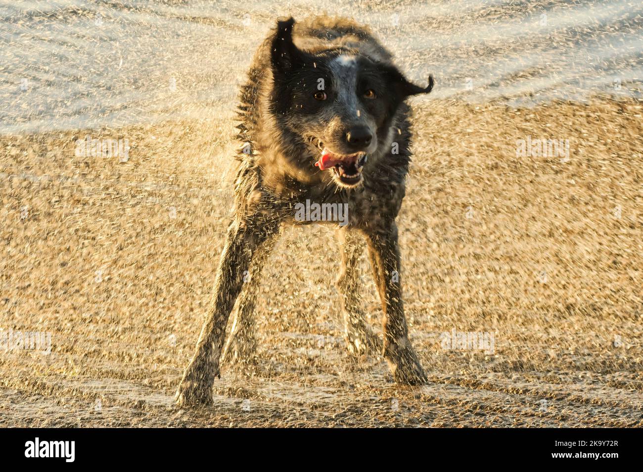 Schwarz-weiß getupfter Hund, der Wasser abschüttelt, hinten von untergehenden Sonnenstrahlen beleuchtet, wodurch ein Schleier aus goldenen Wassertropfen entsteht Stockfoto