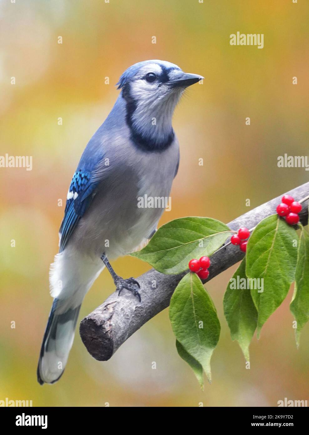 Blauer Eichelhäher mit invasiven Buschhonigbeeren im Herbst in Michigan. Stockfoto