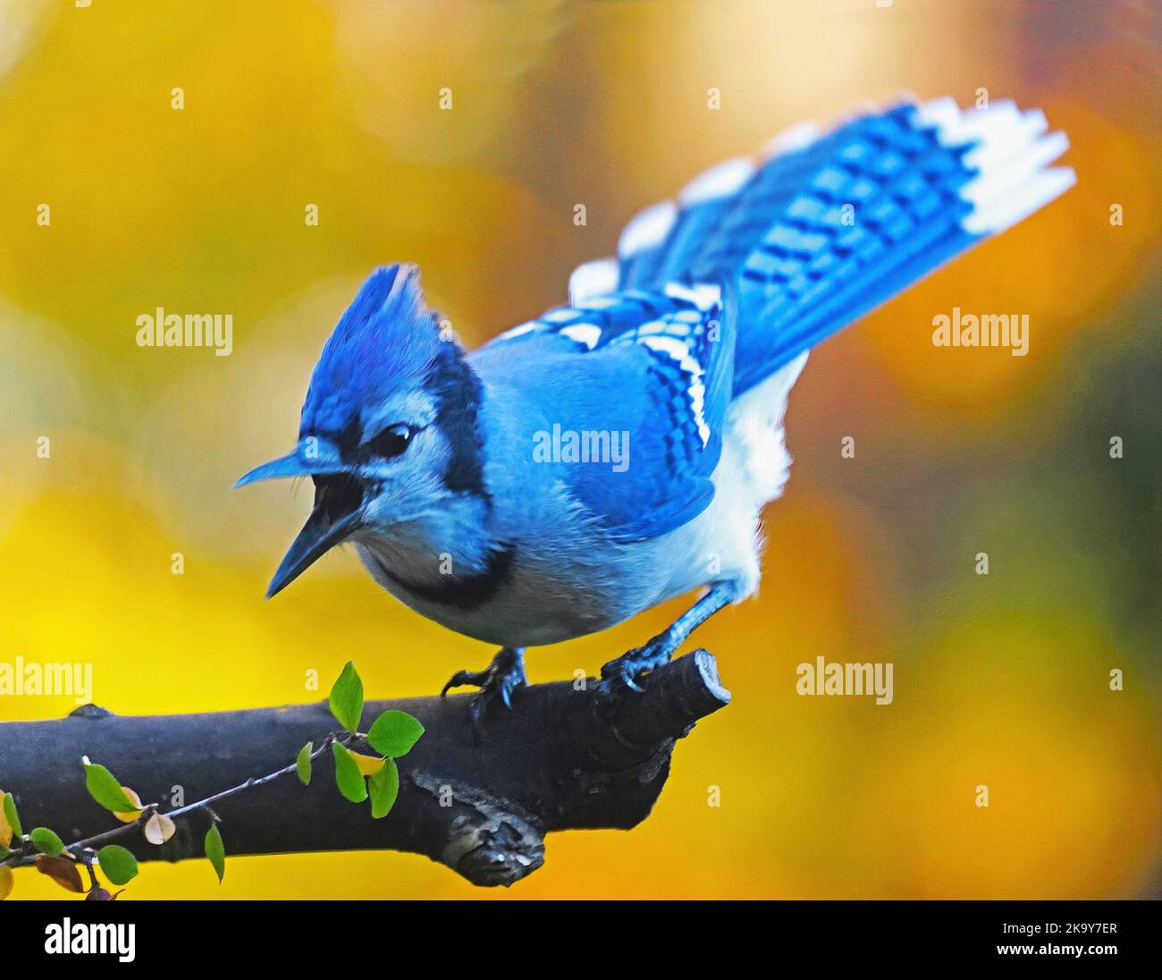 Blue Jay quckend Stockfoto