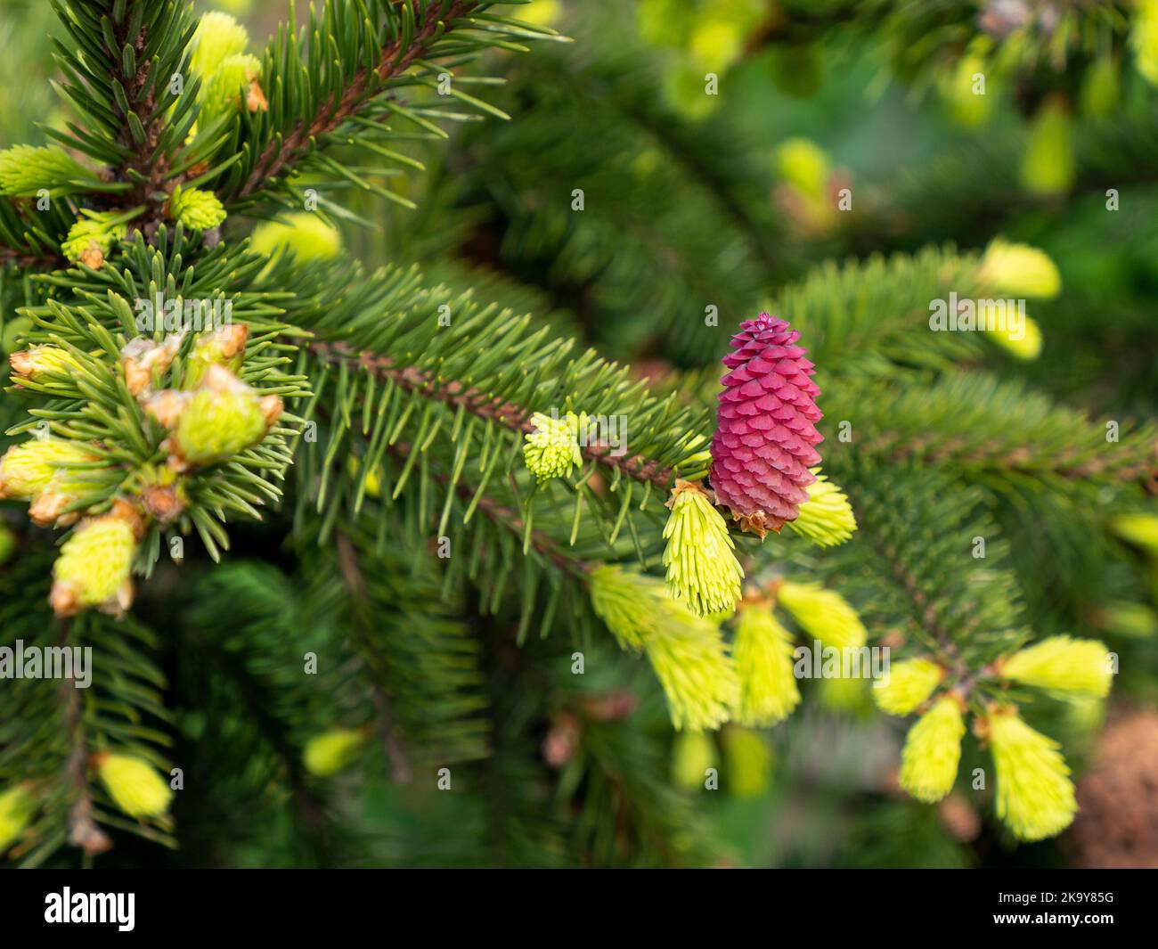 Picea abies, die Norwegenfichte oder europäische Fichte, junger weiblicher Kegel Stockfoto