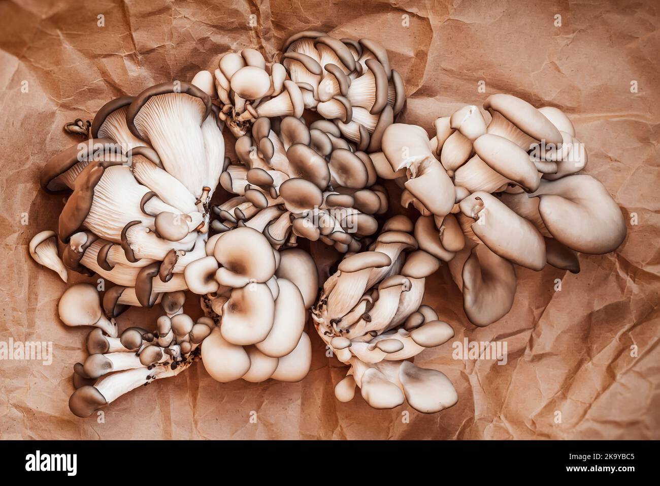 Ein paar frische, essbare Austernpilze auf Papier-Hintergrund. Vegetarisches Essen, gesundes Esskonzept Stockfoto