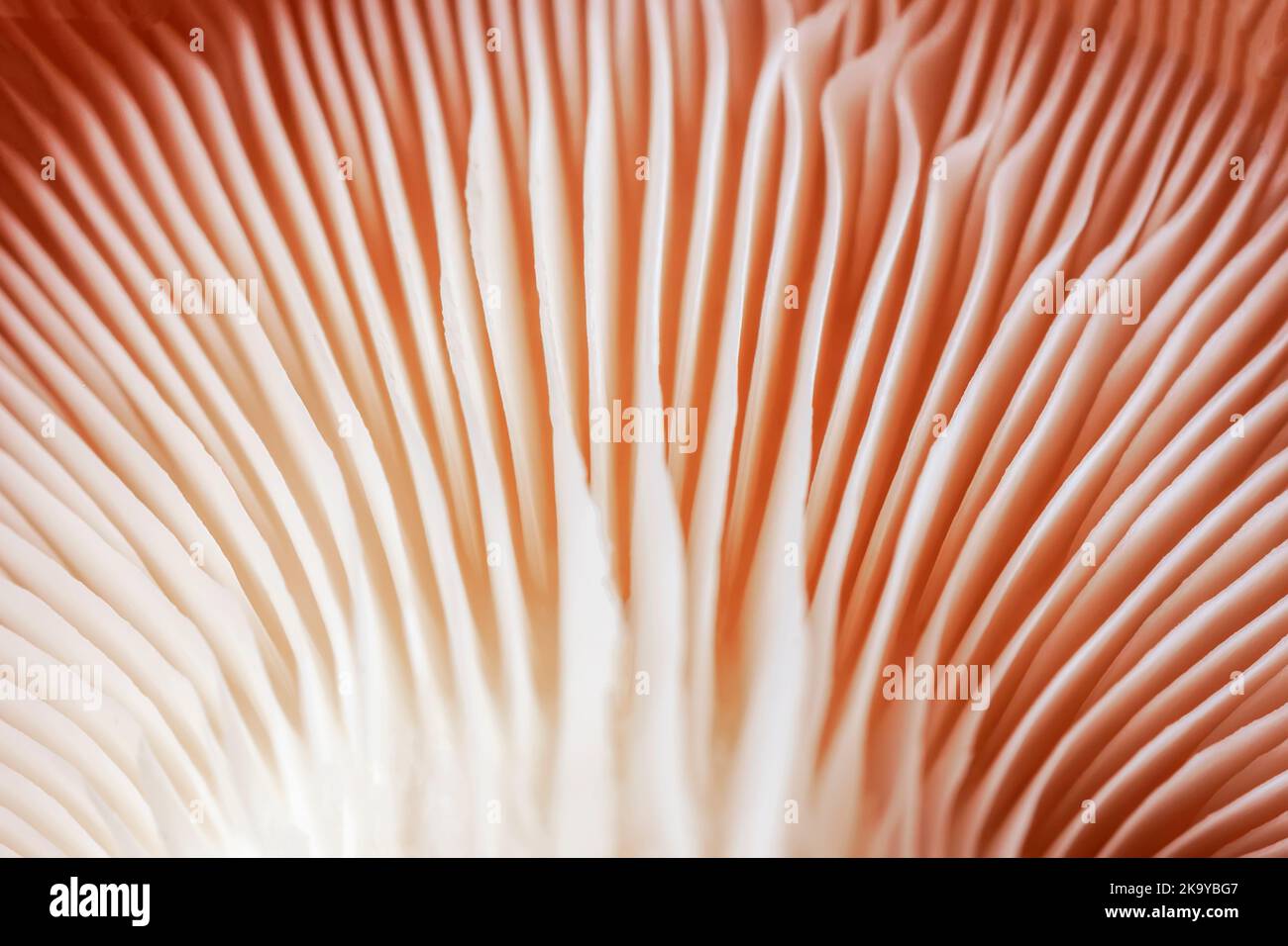 Makro frische Pilze. Austernpilzmuster. Essbare Pilzstruktur Stockfoto