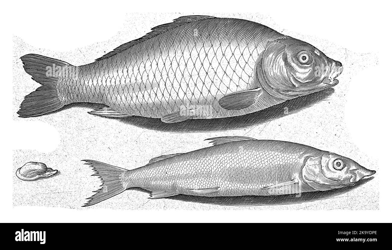 Karpfen und Hauen, Inschriften identifizieren die Fische in Latein und Niederländisch. Stockfoto